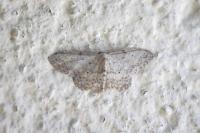 Idaea seriata