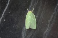 Bena bicolorana