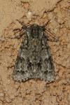 Acronicta auricoma