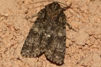 Acronicta rumicis