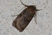 Xestia sexstrigata