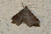 Macaria liturata