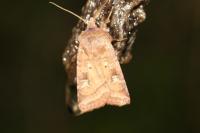 Diarsia rubi
