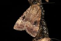 Amphipyra pyramidea