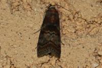 Phycita roborella