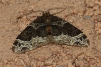 Ecliptopera silaceata