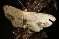Idaea dimidiata