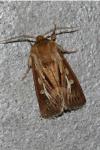 Cerapteryx graminis