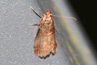 Acrobasis advenella
