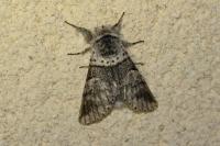 Furcula bifida