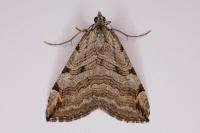 Aplocera plagiata