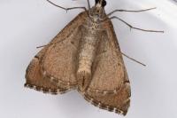 Aplocera plagiata