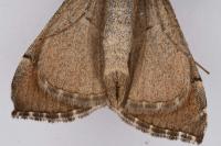 Aplocera plagiata