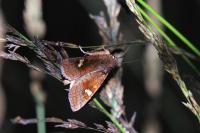 Amphipoea lucens