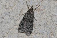 Eudonia truncicolella