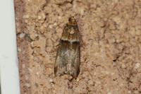 Acrobasis repandana