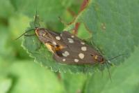 Dysauxes punctata