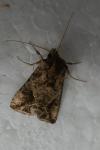 Ctenoplusia accentifera