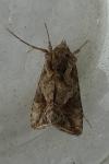Ctenoplusia accentifera