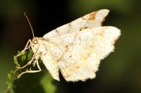 Macaria notata