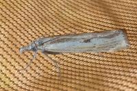 Agriphila inquinatella