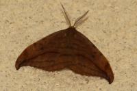 Drepana curvatula