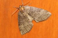 Ochropacha duplaris