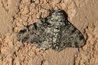 Biston betularia