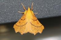 Ennomos alniaria