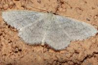 Idaea subsericeata