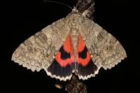 Catocala nupta
