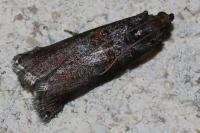 Acrobasis advenella