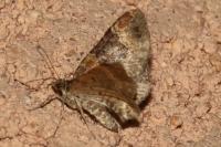 Xanthorhoe