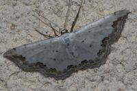 Scopula ornata