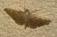 Patania ruralis