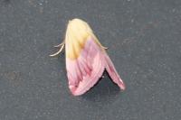 Eublemma purpurina