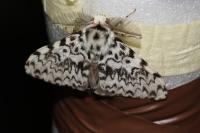 Lymantria monacha