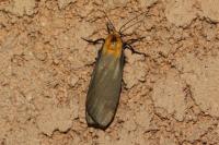 Lithosia quadra