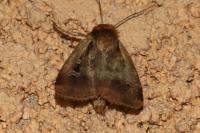 Ochropleura plecta