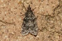 Eudonia truncicolella