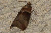 Acrobasis repandana