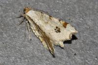 Macaria notata
