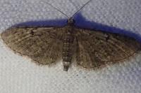 Eupithecia