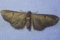 Eupithecia