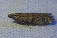 Ephestia