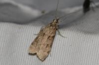 Eudonia pallida