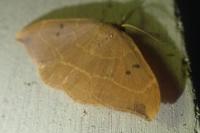 Watsonalla binaria