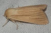 Mythimna pallens