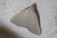 Herminia tarsipennalis