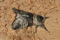 Furcula bifida
